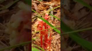 Pine sap is very colorful fungusnature fungus mushroom [upl. by Solly586]