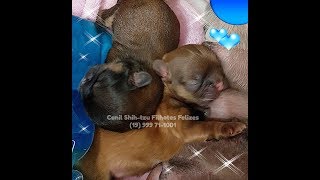 filhotes shihtzu recem nascidos  venda filhotes shih tzu [upl. by Ttsepmet]