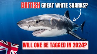 🇬🇧 GREAT WHITE SHARKS in BRITISH SEAS Confirmed in 2024 by EXPERTS 🦈 Shark Sighting Sussex [upl. by Yaron]