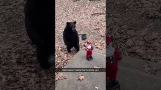 Bear Puzzled By Dancing Santa [upl. by Aserat]