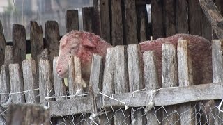 Još jedan pokolj ovaca u Draževcu [upl. by Farhsa]