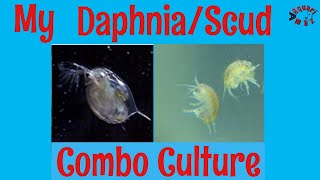 Aquarimax Live My DaphniaScud Combo Culture [upl. by Ellennahs17]