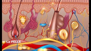 LE SUPERSINTESI DI SCIENZE  La pelle o apparato tegumentario classe seconda [upl. by Shurlocke]