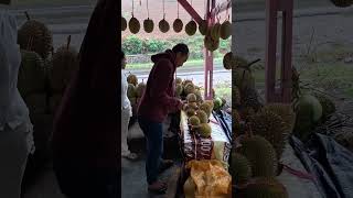 Tergoda Durian panas garagara temanpostingdurian [upl. by Terese]