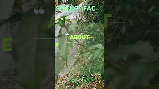 Trees Secretly Communicate Underground viralvideo viralshort viralshorts viralscience free [upl. by Fadas]