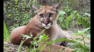 LIVE Rescue Cougar Feeding at Big Cat Rescue  The Dodo [upl. by Caddric]