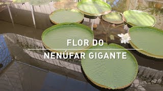 09  Especial  Flor do Nenúfargigante [upl. by Eeltrebor]