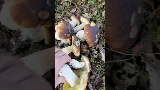 Trafić na młodnik pełen prawdziwków to prawdziwe szczęście🤩 Bajeczne miejsce🍄grzyby natura las [upl. by Palmore]