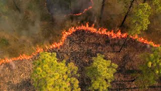 Longleaf Pine Ecology and Management [upl. by Madancy981]