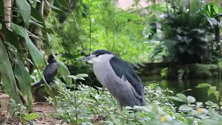 2 HORAS com Sons da Natureza Pássaros Água Corrente Riacho HD [upl. by Annhej]