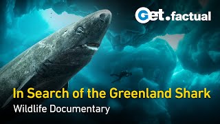 Greenland  Sharks of the Icy North  Wildlife Documentary [upl. by Rori]