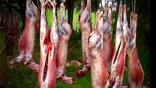 Hunting two Fallow with 22250 rifle from meat hunt and venison recovery in New Zealand  76 [upl. by Vonni]