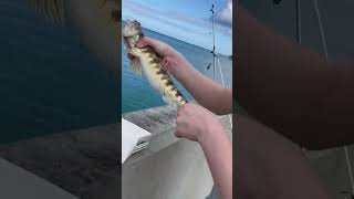 Massive Lizardfish  Bermuda Fishing [upl. by Shannan]