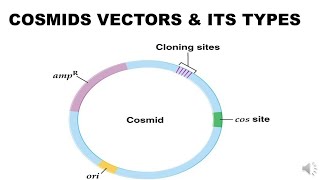 Vecter and its types as difference between Cosmid and Plasmid vecter UrduHindi botanyzoom [upl. by Narol474]