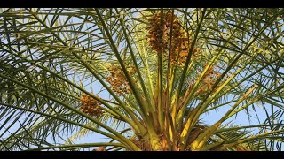 Oil Palm Tolerant to Basal Stem Rot Using GenomeWide Association Studies GWAS Method [upl. by Ayhtak603]