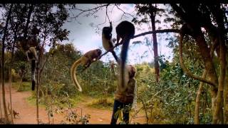 Island of Lemurs Madagascar IMAX® TV Spot [upl. by Kurt574]