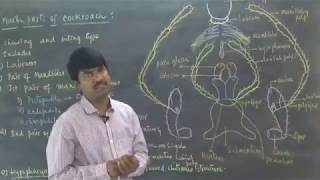 Mouth Parts of Cockroach by Thirupathi Reddy [upl. by Peri]