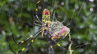 Are giant spiders coming to NY and NJ this summer [upl. by Larimor]