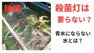 錦鯉 殺菌灯は要らない？青水にならない水が出来た [upl. by Gallard]