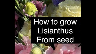 Starting Lisianthus Flower from Seed  How to Grow Lisianthus  Helpful Hints I have Learned [upl. by Eintrok]