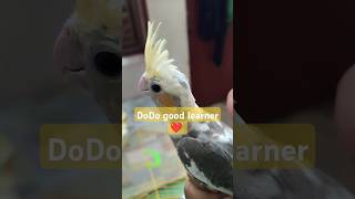 Dodo is a good learner❤️ cockatiel howtotrain petcaretips shortsfeed [upl. by Ck]