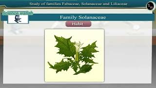 Study of families Fabaceae Solanaceae and Liliaceae Class 11 Biology Practical for neet concept 2024 [upl. by Thoer]