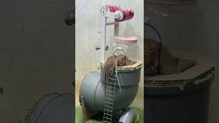 Best mouse traps ideacreative mouse trap rattrap rat [upl. by Nesbitt]