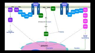 BrainDerived Neurotrophic Factor BDNF  Signaling amp Mechanism [upl. by Macmullin770]