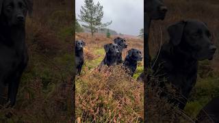 Beautiful Labrador Retrievers Working Line UK 🇬🇧 gundog [upl. by Rico]