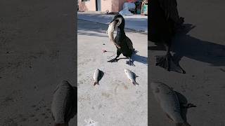 Cormorant bird chose a huge fish to eatHow much hungry they arefishingwithmasud cormorant fish [upl. by Eigla662]