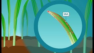 Plant hormones How IAA the most common form of auxin works [upl. by Kerat]