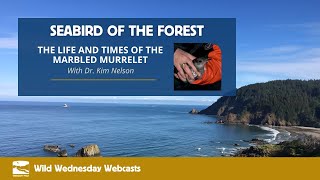 Webcast Marbled Murrelet  A Seabird of the Forest [upl. by Longwood]