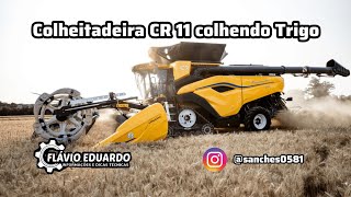 Nova Colheitadeira CR 11 da Newholland colhendo Trigo [upl. by Scrivings]