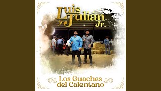 Los Guaches Del Calentano En Vivo [upl. by Hay]