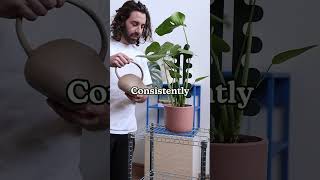 It’s IMPOSSIBLE to overwater your plant houseplant plantcare [upl. by Temple]