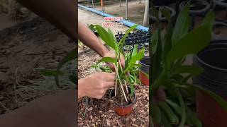 Useful techniques how to growing dendrobium nobile plant orchid plants [upl. by Yduj575]