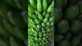 My kitchen garden Banana🍌 organic gardening Harvesting Banana shrots banana nature viral [upl. by Yllen]