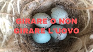 GIRARE O NON GIRARE LUOVO [upl. by Fritze596]