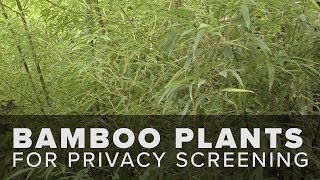 Bamboo Plants for an Outdoor Privacy Screen [upl. by Durrell]