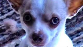 Doogle Chihuahua abused neglected mistreated rescued [upl. by Vigen250]