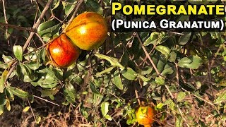 Pomegranate Punica Granatum Plant Flowers Fruit Leaves Tree [upl. by Anavlis]