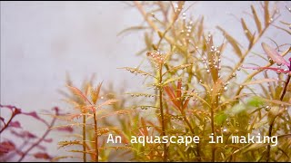 An aquascape in making [upl. by Aihk899]