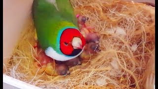 Gouldian finches Breeding  Best Collective Video 2  Birds Likers [upl. by Takken591]