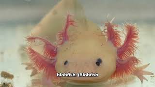 Blobfish [upl. by Gokey]