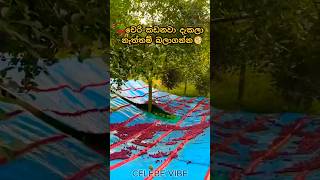 චෙරි කඩනවා දැකලා නැත්තම් බලාගන්න🍒🤍I If you havent seen cherry picking watch it shorts viralvideo [upl. by Salita452]