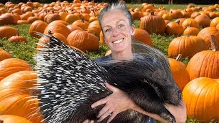 Pumpkin Carving With Exotic Animals On The Farm [upl. by Borchert]