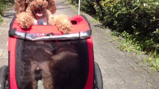 DoggyRide Mini on board [upl. by Nic]