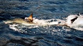 9 FT GREAT WHITE SHARK EATEN BY UNIDENTIFIED SEA CREATURE [upl. by Maillw]