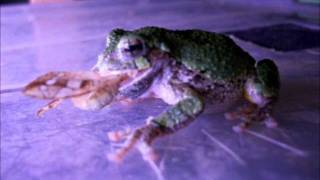 Gray  Grey Tree Frogs Eating Giant Moths [upl. by Zoellick105]