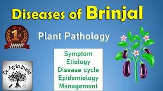 L 25  Diseases of Brinjal  बैगन में लगने वाले रोग और उनका समाधान doctoragriculture [upl. by Ferrigno456]